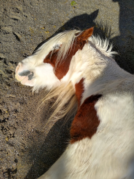 Pferdegestütztes Coaching Angela Breindl Furtwangen, Übernachtung auf dem Ponyhof