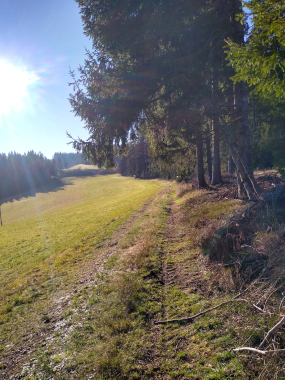 Pferdegestütztes Coaching Angela Breindl Furtwangen, Weg am Waldrand